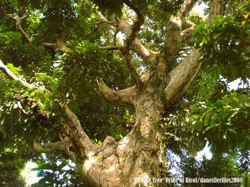 Pili Nut Tree