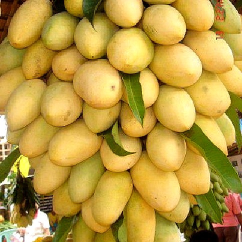 Mango Exports